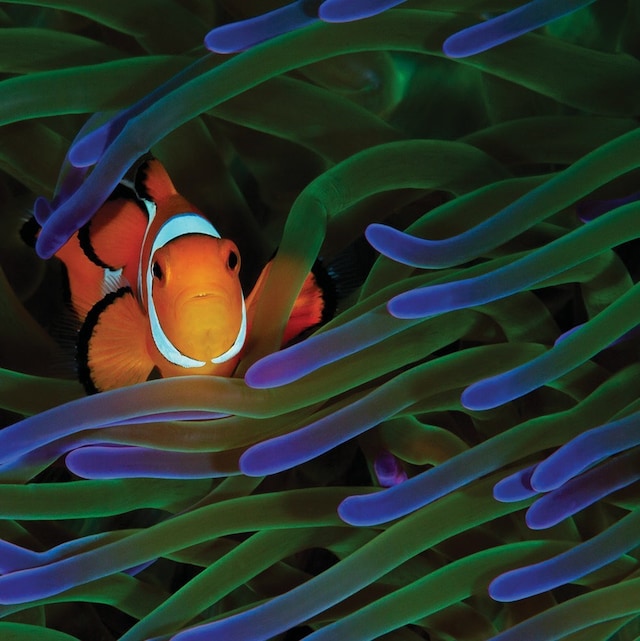 Acer 34" monitor B346CK 100% sRGB fargeskala