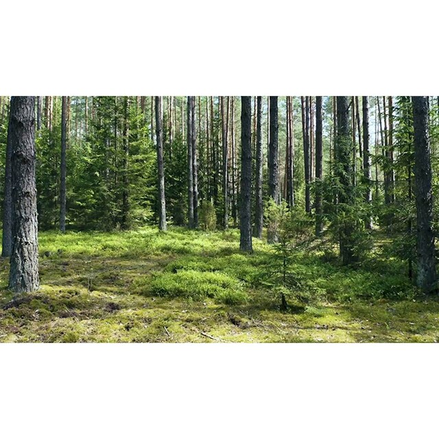 Mysoda Woody Svart kullsyre maskin