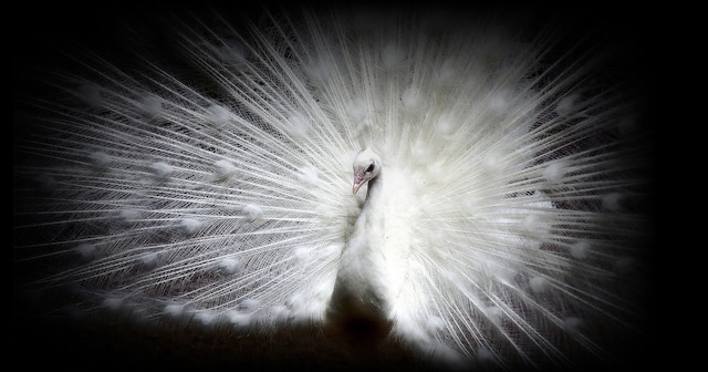 LG OLED C2 4K Smart TV LG OLED C2 4K Smart TV