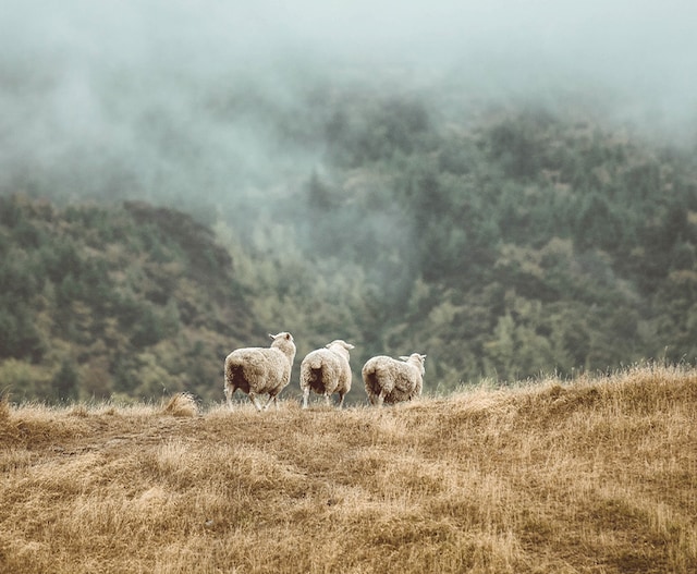 Pure Evoke Play Pure Evoke Play