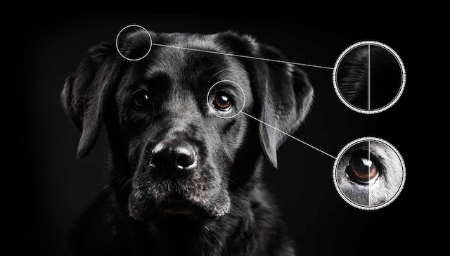 Ai Contrast Ai Contrast