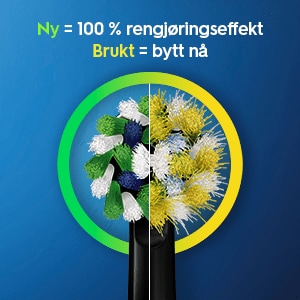 Børstehode Børstehode
