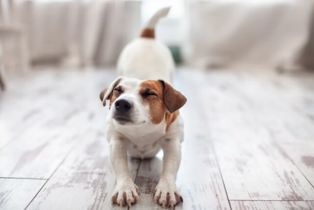 Juster følsomhetsnivået Juster følsomhetsnivået